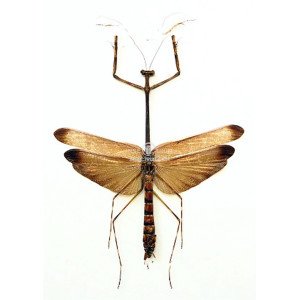 EUCHOMENELLA HETEROPTERA